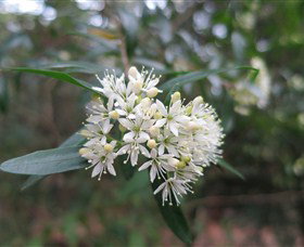 Booderee National Park - Accommodation in Bendigo 0