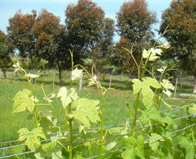 Irrewarra VIC Accommodation in Bendigo