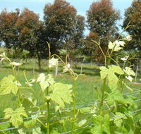Barwon Ridge Wines - Accommodation in Bendigo