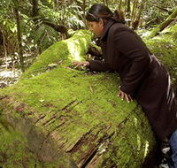 Washpool National Park - Washpool Walk - Accommodation in Bendigo