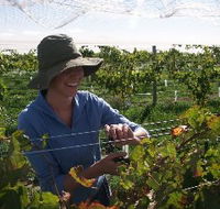 Kingsdale Wines - Accommodation in Bendigo