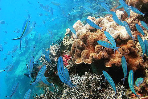Ocean Free & Ocean Freedom - Cairns Premier Reef And Island Tours - Accommodation in Bendigo 5