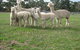 Blackgate Lodge Alpaca Stud - thumb 0