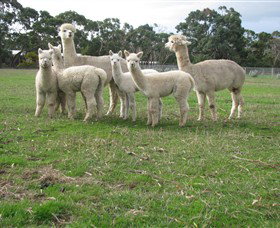 Blackgate Lodge Alpaca Stud - Accommodation in Bendigo 0