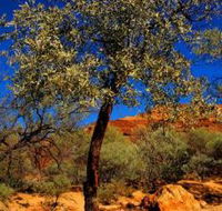 Mt Romance Australia Pty Ltd - Accommodation in Bendigo