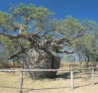 Boab Prison Tree - Accommodation in Bendigo