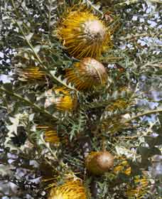 Dumberning WA Accommodation in Bendigo