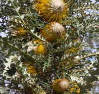 Woylie Walk Dryandra Woodland - Accommodation in Bendigo