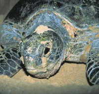 Turtle Nesting Season - Accommodation in Bendigo