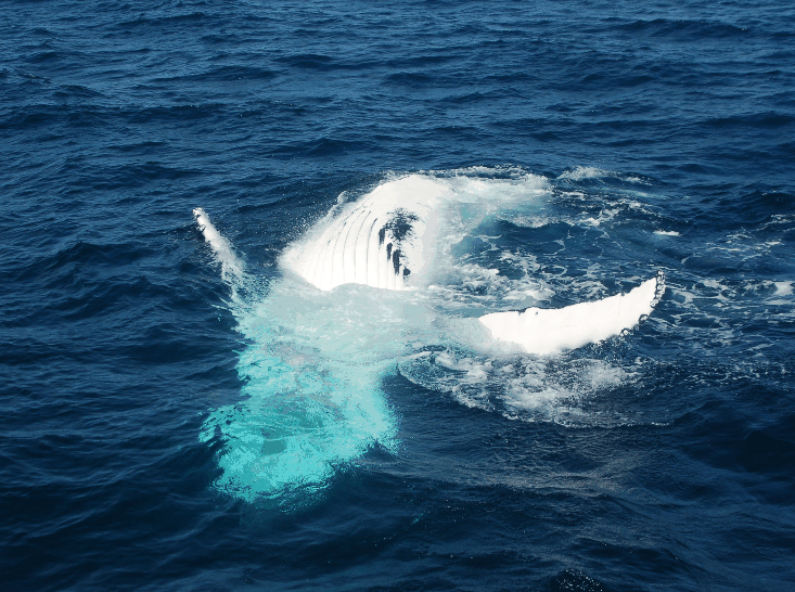 Dolphin Wild Cruises - Accommodation in Bendigo