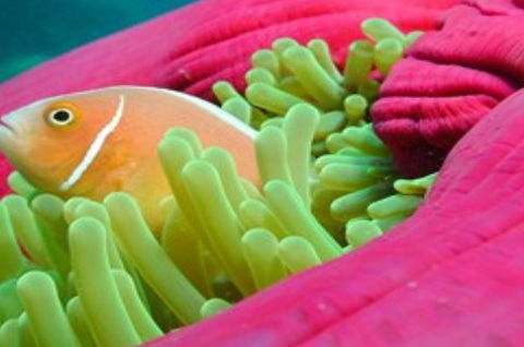 Great Adventures Reef And Green Island Cruises - Accommodation in Bendigo 2