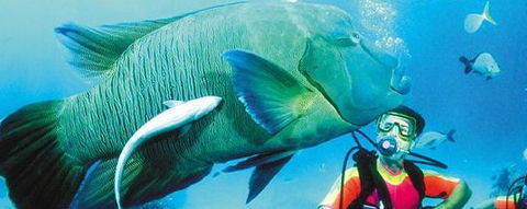 Aristocat Snorkel And Scuba Port Douglas - Accommodation in Bendigo 0