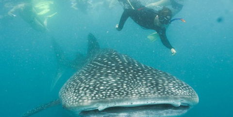 Aristocat Snorkel And Scuba Port Douglas - Accommodation in Bendigo 1