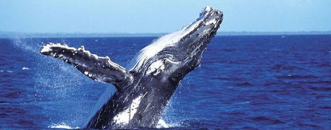 Aristocat Snorkel And Scuba Port Douglas - Accommodation in Bendigo 2