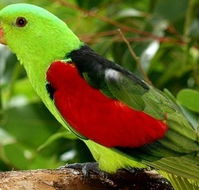 Birdworld Kuranda - Accommodation in Bendigo