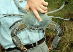 Whitsunday Crocodile Safari - Accommodation in Bendigo