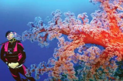 Mike Ball Dive Expeditions - Accommodation in Bendigo 1