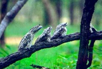 Boogan ACT Accommodation in Bendigo