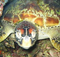 Adrenalin Snorkel and Dive - Accommodation in Bendigo