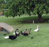 Anzac Park and Ululah Lagoon - Accommodation in Bendigo