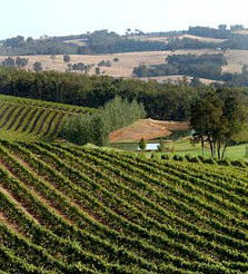 Brookhampton Estate Vineyard - Accommodation in Bendigo 1