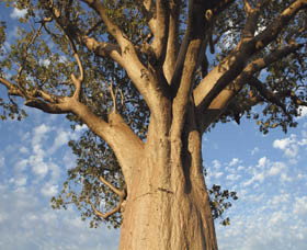 The Kimberley Grande - Accommodation in Bendigo 0