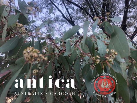 Antica Australis - Winter Fire Festival - Accommodation in Bendigo 0