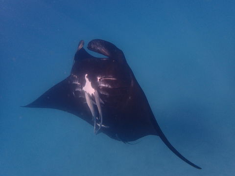 Project Manta Ningaloo Reef, Western Australia - Accommodation in Bendigo 0