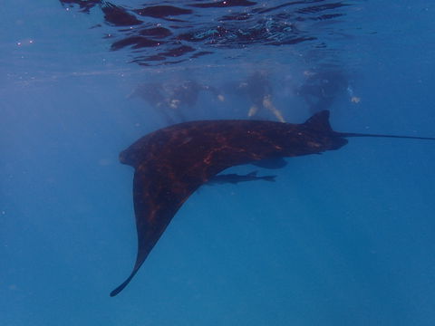 Project Manta Ningaloo Reef, Western Australia - Accommodation in Bendigo 2