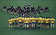Bledisloe Cup: Qantas Wallabies Versus All Blacks - thumb 0