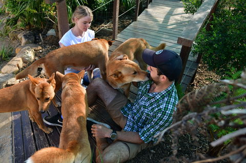 Dingo Den Discovery Experience - Accommodation in Bendigo 1