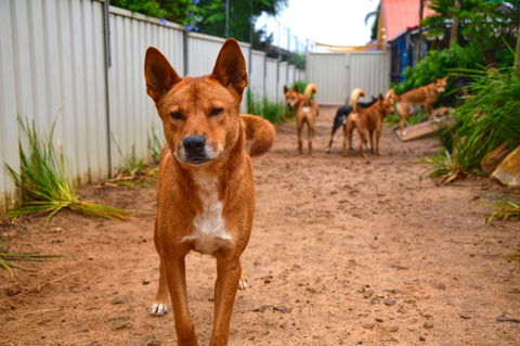 Dingo Den Discovery Experience - Accommodation in Bendigo 2