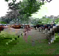 Dorrigo Agricultural Show - Accommodation in Bendigo