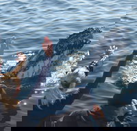 Eden Whale Festival - Accommodation in Bendigo