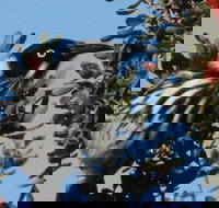 Esperance Wildflower Festival - Accommodation in Bendigo