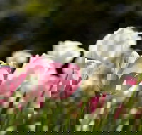 Floriade Reimagined - Accommodation in Bendigo