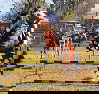 Glen Innes Pastoral and Agricultural Show - Accommodation in Bendigo