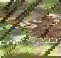 July 2020 Holidays- Go Wild at the Mt Lofty Adventure Hub - Accommodation in Bendigo