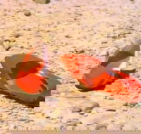 Let's Dance Carinda David Bowie Tribute Festival - Accommodation in Bendigo