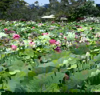 Lotus Flower Season - Accommodation in Bendigo