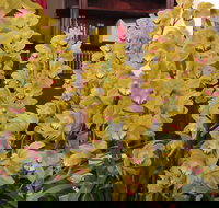 Sapphire Coast Orchid Club Winter Orchid Show - Accommodation in Bendigo