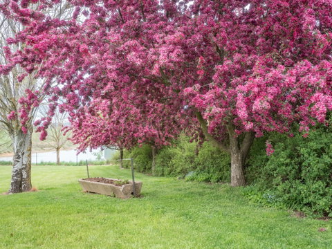 Tumbarumba Spring Flower Festival - Accommodation in Bendigo 1