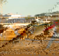 Walgett Charity Bushman's Carnival Rodeo and Campdraft - Accommodation in Bendigo