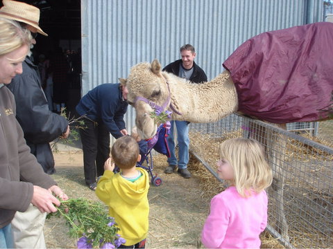 Wangaratta Show - Accommodation in Bendigo 1