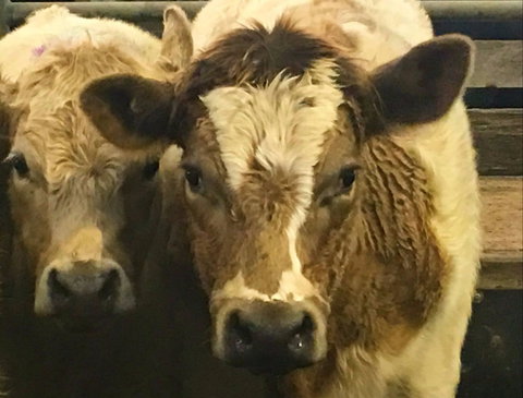 Wangaratta Show - Accommodation in Bendigo 2