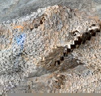 2020 Katherine Bird Festival - Accommodation in Bendigo