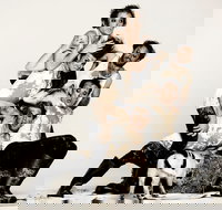 Animal Farm - Launceston - Accommodation in Bendigo