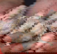 Armidale Farmers' Market - Accommodation in Bendigo