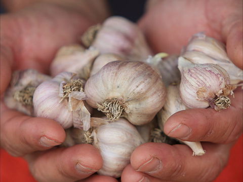 Armidale Farmers' Market - Accommodation in Bendigo 0