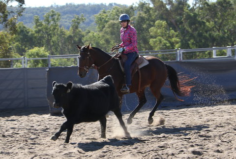 Australian Campdraft Association National Finals Campdraft 2021 - Accommodation in Bendigo 1